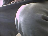 Lekker webcam sexchatten met nietklikke  uit Zierikzee